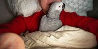 African Grey Hornbill Birds for sale in Indianapolis, Indiana. price: $3,400