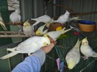 African Grey Hornbill Birds for sale in Boulder, CO, USA. price: $300