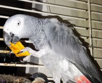 African Grey Hornbill Birds for sale in San Diego, CA 92154, USA. price: NA