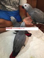 African Grey Hornbill Birds for sale in Baltimore, MD, USA. price: $500
