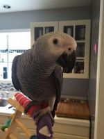 African Grey Hornbill Birds for sale in Baltimore, MD, USA. price: $800