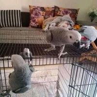 African Grey Parrot Birds Photos