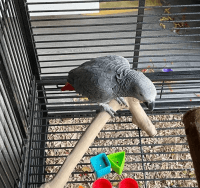 African Grey Parrot Birds for sale in Houghton, MI 49931, USA. price: $600