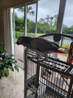 African Grey Parrot Birds for sale in Wellington, Florida. price: $3,500