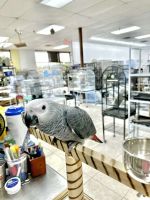 African Grey Parrot Birds for sale in Waynesboro, Virginia. price: $600