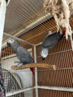 African Grey Parrot Birds for sale in Dallas, Texas. price: $754