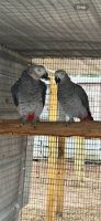 African Grey Parrot Birds for sale in Chicago, Illinois. price: $529