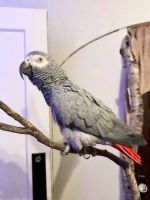 African Grey Parrot Birds for sale in Detroit, Michigan. price: $531