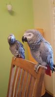 African Grey Parrot Birds for sale in Sydney, New South Wales. price: $800