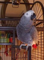 African Grey Parrot Birds for sale in Austin, Manitoba. price: $3,000