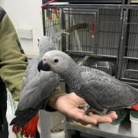 African Grey Parrot Birds for sale in New York City, New York. price: $1,000