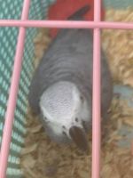 African Grey Parrot Birds for sale in Durham, North Carolina. price: $758