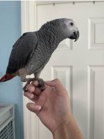 African Grey Parrot Birds for sale in Columbia, South Carolina. price: $764