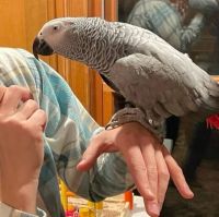 African Grey Parrot Birds for sale in Kansas City, Missouri. price: $751