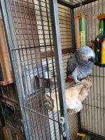 African Grey Parrot Birds for sale in Beaufort, North Carolina. price: $250