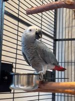 African Grey Parrot Birds for sale in Anderson, South Carolina. price: NA