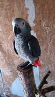 African Grey Parrot Birds for sale in St. Louis, Missouri. price: $2,500