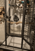 African Grey Parrot Birds for sale in Miami Beach, Florida. price: NA