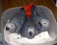 African Grey Parrot Birds for sale in Blue River, Wisconsin. price: $450