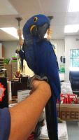 African Grey Parrot Birds for sale in Bethany Beach, Delaware. price: $1,500