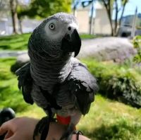 African Grey Parrot Birds for sale in Cincinnati, Ohio. price: $700