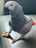 African Grey Parrot Birds for sale in Detroit, Michigan. price: $1,000