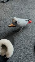 African Grey Parrot Birds for sale in Abbeville, South Carolina. price: $800