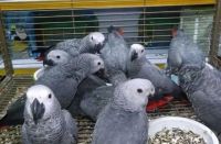 African Grey Parrot Birds for sale in Houston, Texas. price: $800
