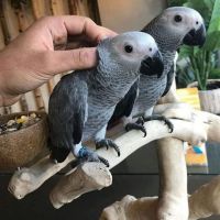 African Grey Parrot Birds for sale in Lake Los Angeles, California. price: $500