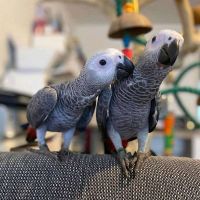 African Grey Parrot Birds for sale in Allerton, Illinois. price: $800