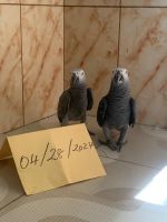 African Grey Parrot Birds for sale in Toronto, Ontario. price: $1,250