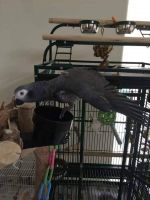 African Grey Parrot Birds for sale in Midland, Texas. price: $1,600