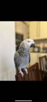 African Grey Parrot Birds for sale in Orlando, Florida. price: $700
