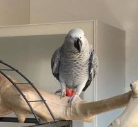 African Grey Parrot Birds for sale in Bowling Green, Kentucky. price: $500