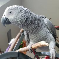 African Grey Parrot Birds for sale in San Diego, California. price: $1,000