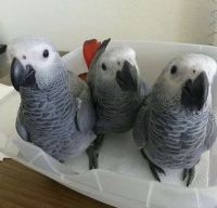African Grey Parrot Birds for sale in Bronxville, New York. price: NA