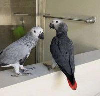African Grey Parrot Birds Photos