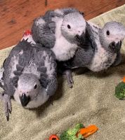 African Grey Parrot Birds for sale in San Diego, CA, USA. price: $5,500