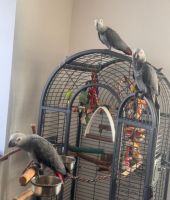 African Grey Parrot Birds for sale in Los Angeles, CA, USA. price: $750