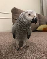 African Grey Parrot