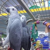 talking parrot for sale