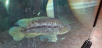 African Knifefish Fishes for sale in Manassas, VA, USA. price: $300