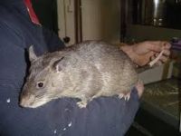 African pouched rat Rodents for sale in Daytona Beach, FL 32118, USA. price: $500
