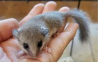 African Pygmy Squirrel Rodents for sale in Columbus, Ohio. price: $100