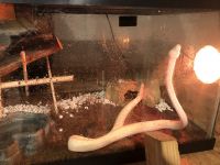 African rock python Reptiles for sale in Haughton, LA 71037, USA. price: $35,000