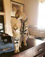 African Serval Cats for sale in Austin, Texas. price: $200