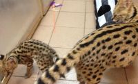 African Serval Cats Photos
