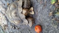 African Spurred Tortoise Reptiles for sale in Gainesville, FL, USA. price: $700