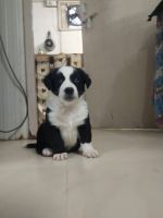 Africanis Puppies for sale in Jaisalmer, Rajasthan 345001, India. price: 4000 INR