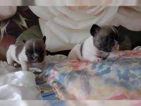 Africanis Puppies for sale in Boise, ID, USA. price: $500